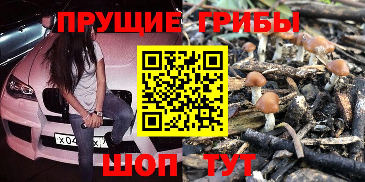 Дедовск  Псилоцибиновые грибы Psilocybe  Вход с VPN 